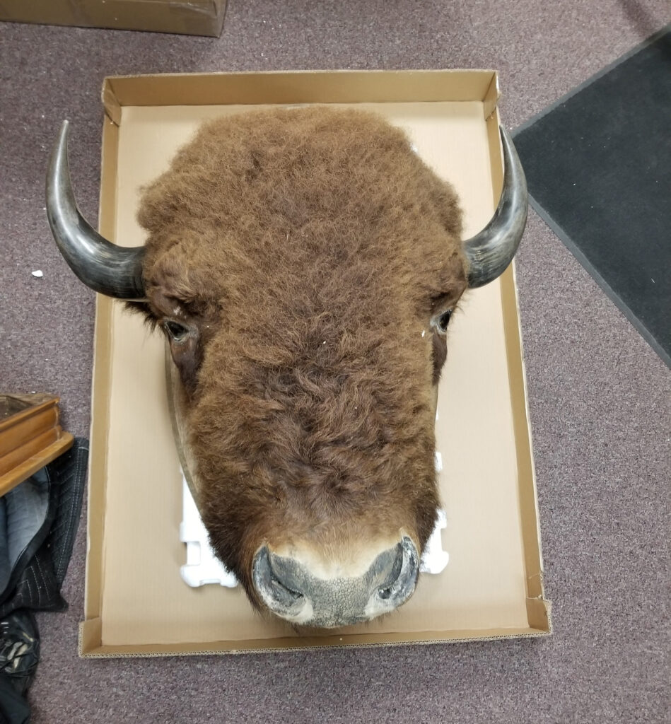 Large Bison head custom box in Colorado Springs